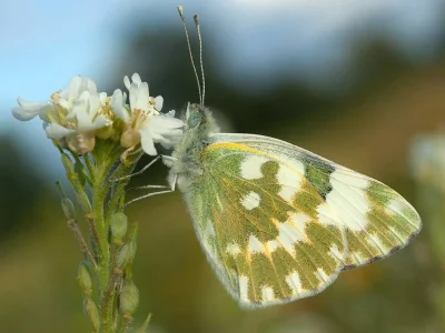 Pontia edusa