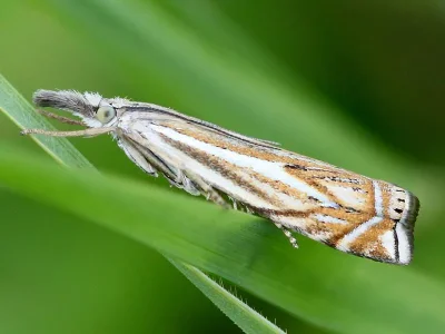 Crambus lathoniellus