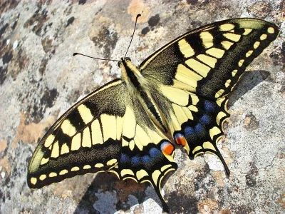 Papilio (Papilio) machaon