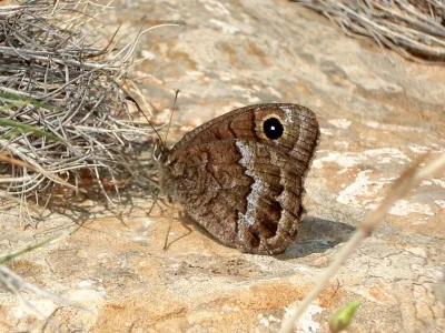 Satyrus actaea