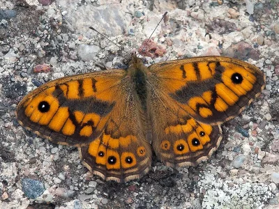 Lasiommata megera