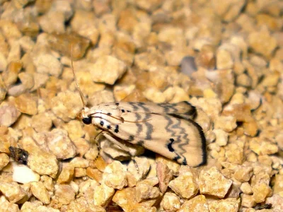 Euzophera lunulella