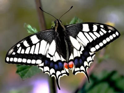 Papilio (Papilio) machaon