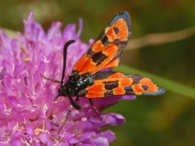 Zygaena (Agrumenia) hilaris