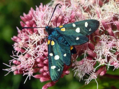 Zygaena (Zygaena) ephialtes