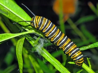 Danaus (D.) plexippus