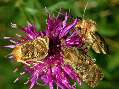 Chersotis alpestris