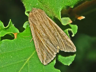 Mythimna (Anapoma) riparia