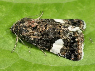 Tyta luctuosa