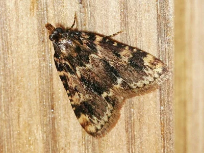 Aglossa caprealis