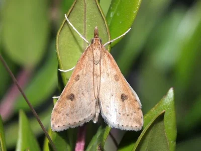 Udea numeralis