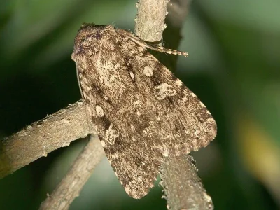 Amphipyra (Amphipyra) effusa