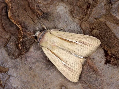 Mythimna (Prodigithymna) prominens