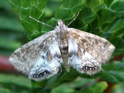 Cataclysta lemnata