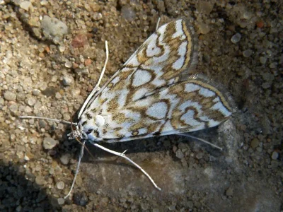 Elophila (Elophila) nymphaeata