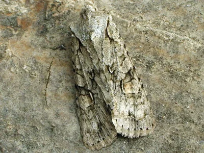 Lithophane (Lithophane) ornitopus