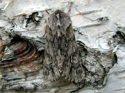 Brachionycha nubeculosa