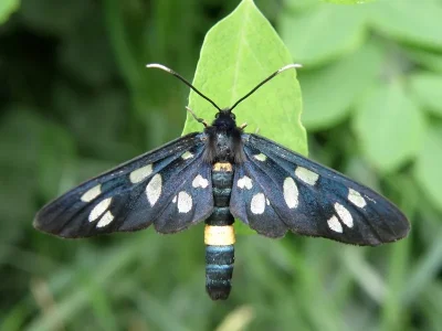 Amata (Syntomis) phegea