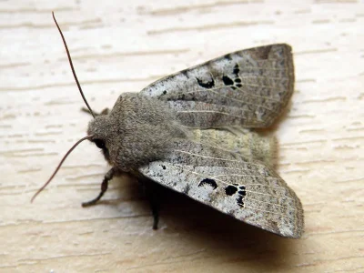 Conistra (Conistra) rubiginosa