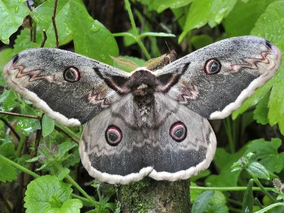 Saturnia (Saturnia) pyri