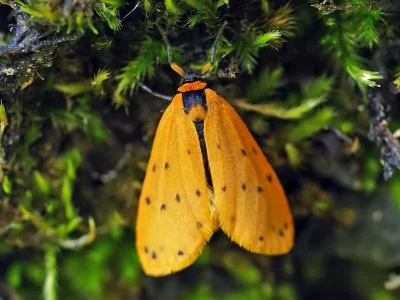 Setina irrorella