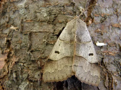 Minucia lunaris