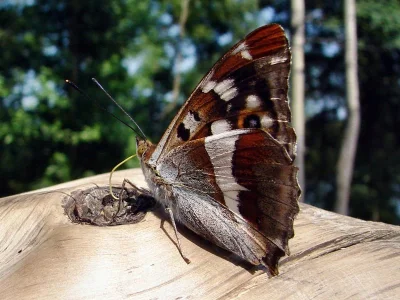 Apatura iris