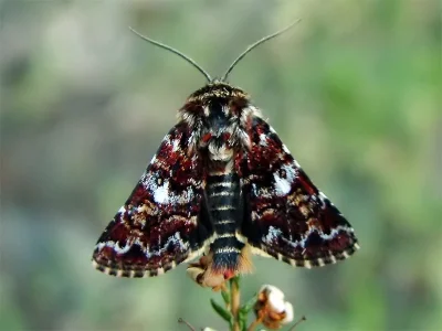 Anarta (Anarta) myrtilli