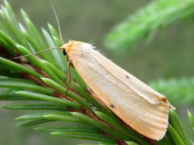 Cybosia mesomella