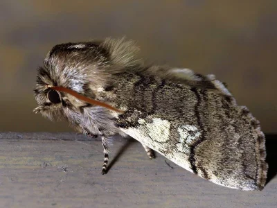 Achlya flavicornis