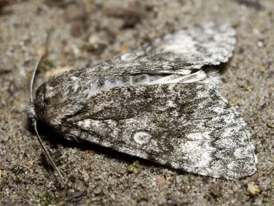Acronicta (Subacronicta) megacephala