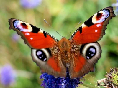 Aglais io