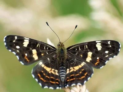 Araschnia levana