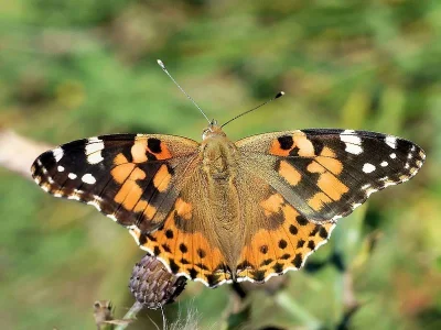 Vanessa cardui