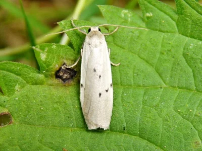Pelosia muscerda
