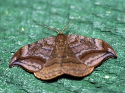 Drepana curvatula