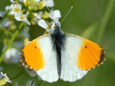 Anthocharis (Anthocharis) cardamines