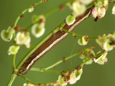 Syngrapha (S.) microgamma