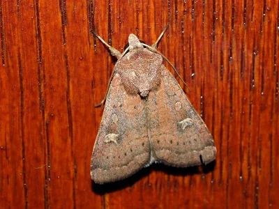 Xestia (Xestia) xanthographa
