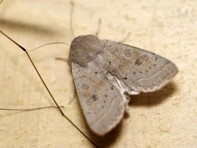 Orthosia (Monima) cerasi