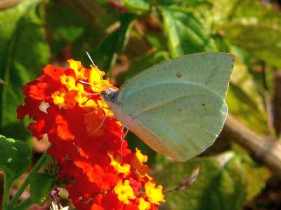 Catopsilia florella