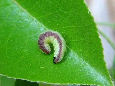Pasiphila rectangulata