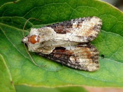 Lateroligia ophiogramma