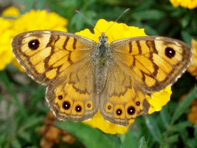 Lasiommata megera