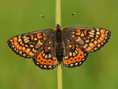 Euphydryas (Eurodryas) aurinia