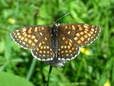 Melitaea (Mellicta) athalia