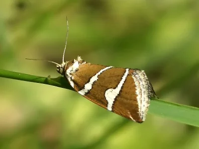 Deltote bankiana