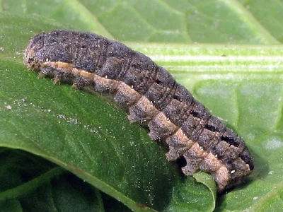 Xestia (Megasema) c-nigrum