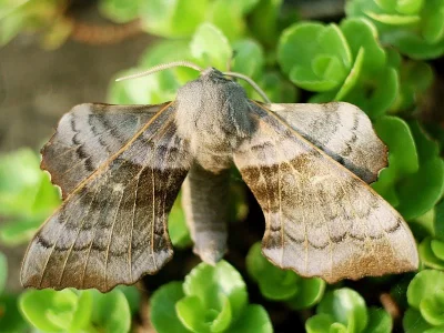 Laothoe populi