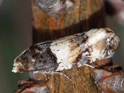 Lobesia (Lobesia) bicinctana